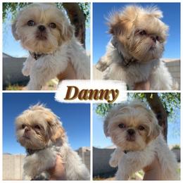 Danny - Cream and white male Shih Tzu puppy in Austin, Texas from Shih Tzu’s  ‘N’ Love