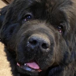 Sadie - Newfoundland