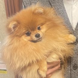 Penelope - Pomeranian