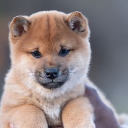 Boy (Orange) - Red Shiba Inu puppy in Hephzibah, Georgia from Evenfalls Shiba Inu