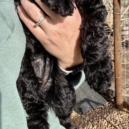 Ella - Black female Goldendoodle puppy in Madras, Oregon from High Desert Family Doodles