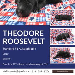Theodore Rosevelt - Black tri-color male Aussiedoodle puppy in Asheboro, North Carolina from Stellar Aussies