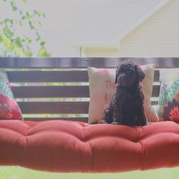 Goldendoodle, Labradoodle, Poodle, and Saint Berdoodle Puppies from Dent’s Doodles