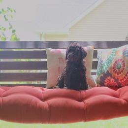 Goldendoodle, Labradoodle, Poodle, and Saint Berdoodle Puppies from Dent’s Doodles