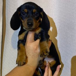 Bunny - male Dachshund puppy in Tucson Estates, Arizona from Summit Farm