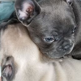 French Bulldog Puppies from Ginny's Frenchie's