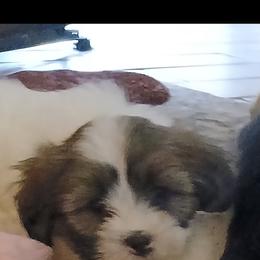 Lhasa Apso Puppies from Cynthia's Lhasa Apsos