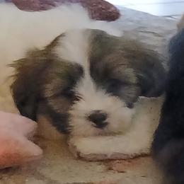 Lhasa Apso Puppies from Cynthia's Lhasa Apsos