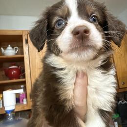 5 - Red tri female Miniature Australian Shepherd puppy in Cedar Creek, Texas from Rowdy Ranch Tx