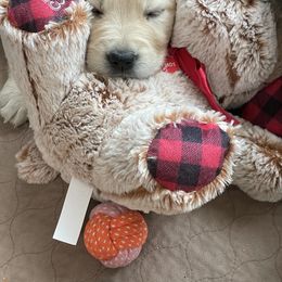 Golden Retriever Puppies from Family Loved Golden Retrievers