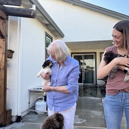 Lagotto Romagnolo Puppies from Anna’s Lagottos