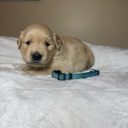 Abe - Golden male Golden Retriever puppy in North Pole, Alaska from Mulberry Retrievers