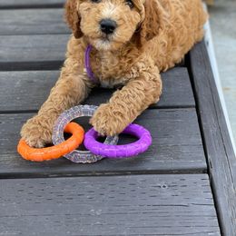 Goldendoodle and Irish Doodle Puppies from Blue Ridge Doodles