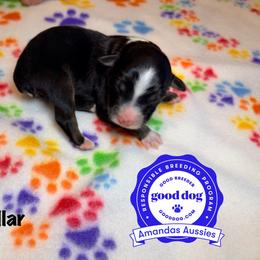 BTM blue collar - Black tri-color male Australian Shepherd puppy in Greenville, Texas from Amandas Aussies
