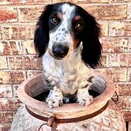 Dachshund puppies from The Dachshund Den