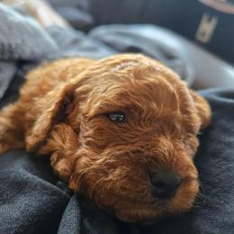 Boy 2 - Red male Cavapoo puppy in Knoxville, Tennessee from Shannan's Cavapoos