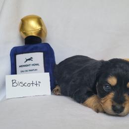 Companion Cross and Dachshund Puppies from Sweet Honey Bunn Hounds