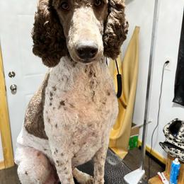 Venus - Poodle