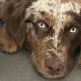 Australian Shepherds and Miniature Australian Shepherds from TTTNT Aussies