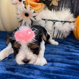 Mitzy - Parti female Yorkshire Terrier puppy in Howe, Oklahoma from Ray Holder