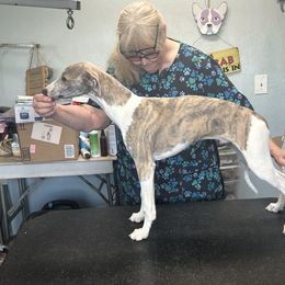 Whippet Puppies from Sonsteby