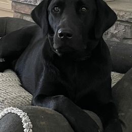 Bluetick Coonhounds and Labrador Retrievers from Five Oaks Retreat