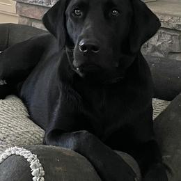 Bluetick Coonhounds and Labrador Retrievers from Five Oaks Retreat