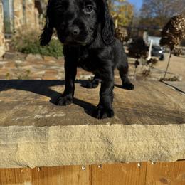 Green Collar - Black male English Cocker Spaniel puppy in Ohatchee, Alabama from Otter Creek Kennels