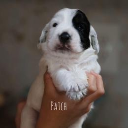 Patch - Black and white male English Cocker Spaniel puppy in New Mexico from HighBrassGunDogs