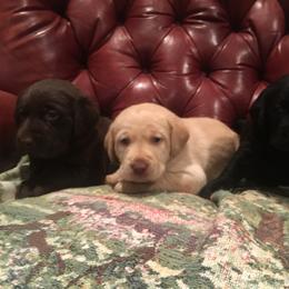 Golden Retriever and Labrador Retriever Puppies from Bear Pond Retrievers