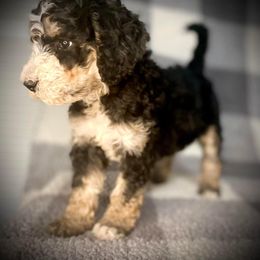 Bernedoodle Puppies from Starlight Bernedoodles