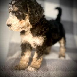 Bernedoodle Puppies from Starlight Bernedoodles
