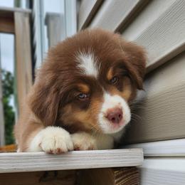 PinkM Collar RTM - Red tri-color male Miniature American Shepherd puppy in Lexington, Kentucky from Deuce's Den