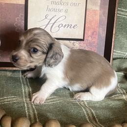 Dallas - Cream male Dachshund puppy in Sharon Springs, New York from Show Us The Way Homestead