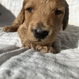 Goldendoodle Puppies from Cassie Farms
