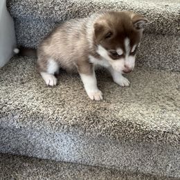 Siberian Husky Puppies from Hito's Huskies