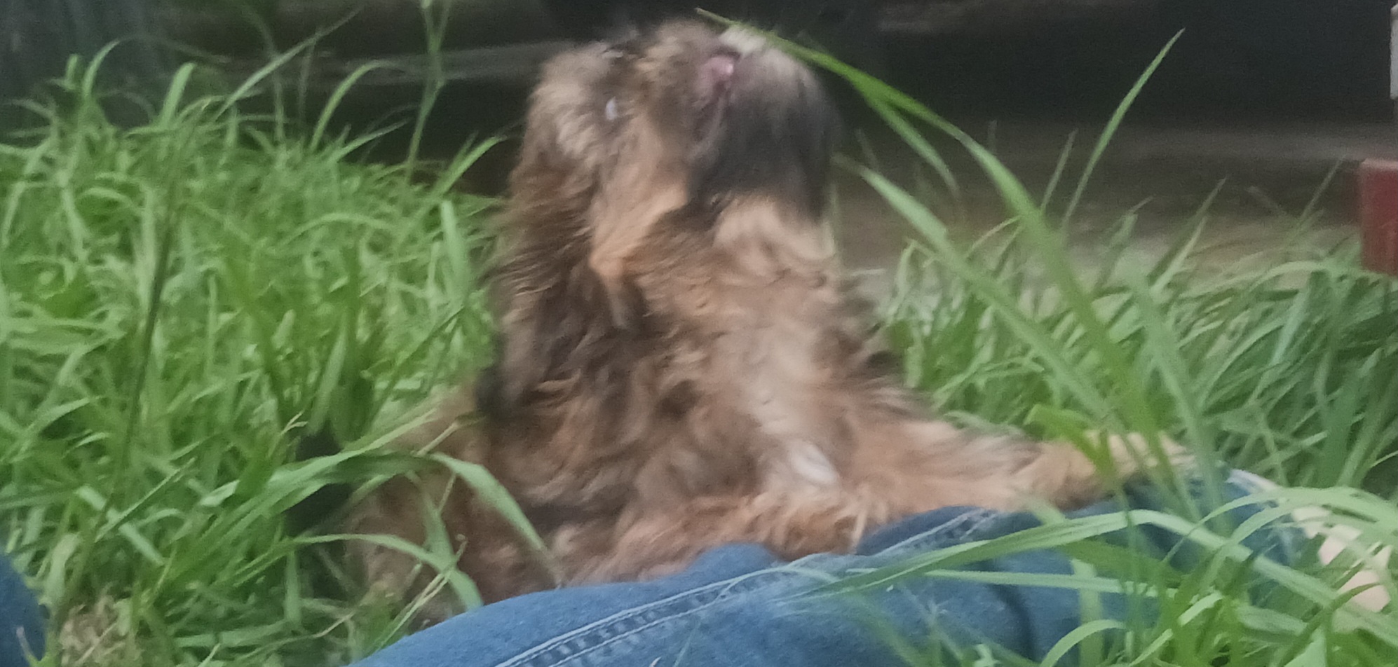 Shih Tzu Puppies from Peterson Shih Tzus