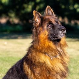German Shepherds and Poodles from Olde Heritage K-9