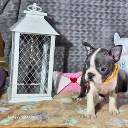 Daisy - Blue female Boston Terrier puppy in Millers Creek, North Carolina from Tumbling Shoals Hilltop Bostons