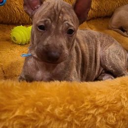 Vietnamese Phu Quoc Ridgeback Puppies from Vietnamese Phu Quoc Ridgeback Dogs of Southern California