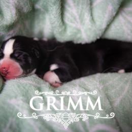 Grimm - Black and white male Siberian Husky puppy in Greenville, North Carolina from Ivie Huskies