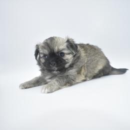 Jingle- AKC - Black sabled silver male Chihuahua puppy in Bulls Gap, Tennessee from Smokey Mountain Chihuahuas