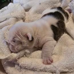 Moe Betta - Red brindle and white female Bulldog puppy in Laurel, Montana from Bull Mountain Bulldogs