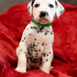 Tornado - White and black male Dalmatian puppy in Cleveland, Texas from Arrowhead Dalmatians