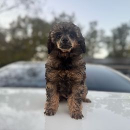 Frankincense aka Frankie - Phantom male Poodle puppy in Anderson, South Carolina from Stephanie’s Signature Poodles inspired by Sherry Lynn LLC