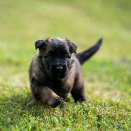 Hex - Mahogany and black female Belgian Tervuren puppy in Sanford, North Carolina from Golden Wind