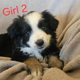 Big Bootie Tootie - Black tri female Miniature Australian Shepherd puppy in Kingman, Arizona from Waggin Bow Mini Aussies