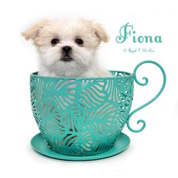 Fiona - Cream female Mi-Ki puppy in Elizabeth, Colorado from Royal T Mi-Kis