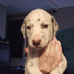 Boy 1 - White and liver brown male Dalmatian puppy in Dothan, Alabama from Spoiledrottendals