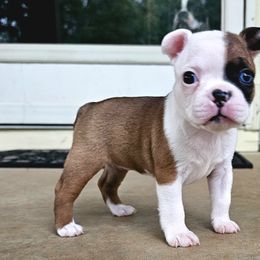 Pluto - Seal and white Boston Terrier puppy in Simpsonville, South Carolina from Simply Boston